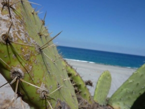Odhalené půvaby rostlin - Kaktus u moře