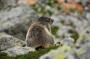 Alpská fauna