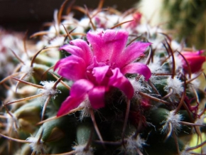 Šárka Pakostová - Kvetoucí kaktus