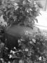 tereza hilseová - Truhlík plný překvapení