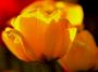 Tulipán