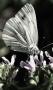 Motyl