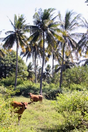 Odhalené půvaby rostlin - Indonesie,palmy
