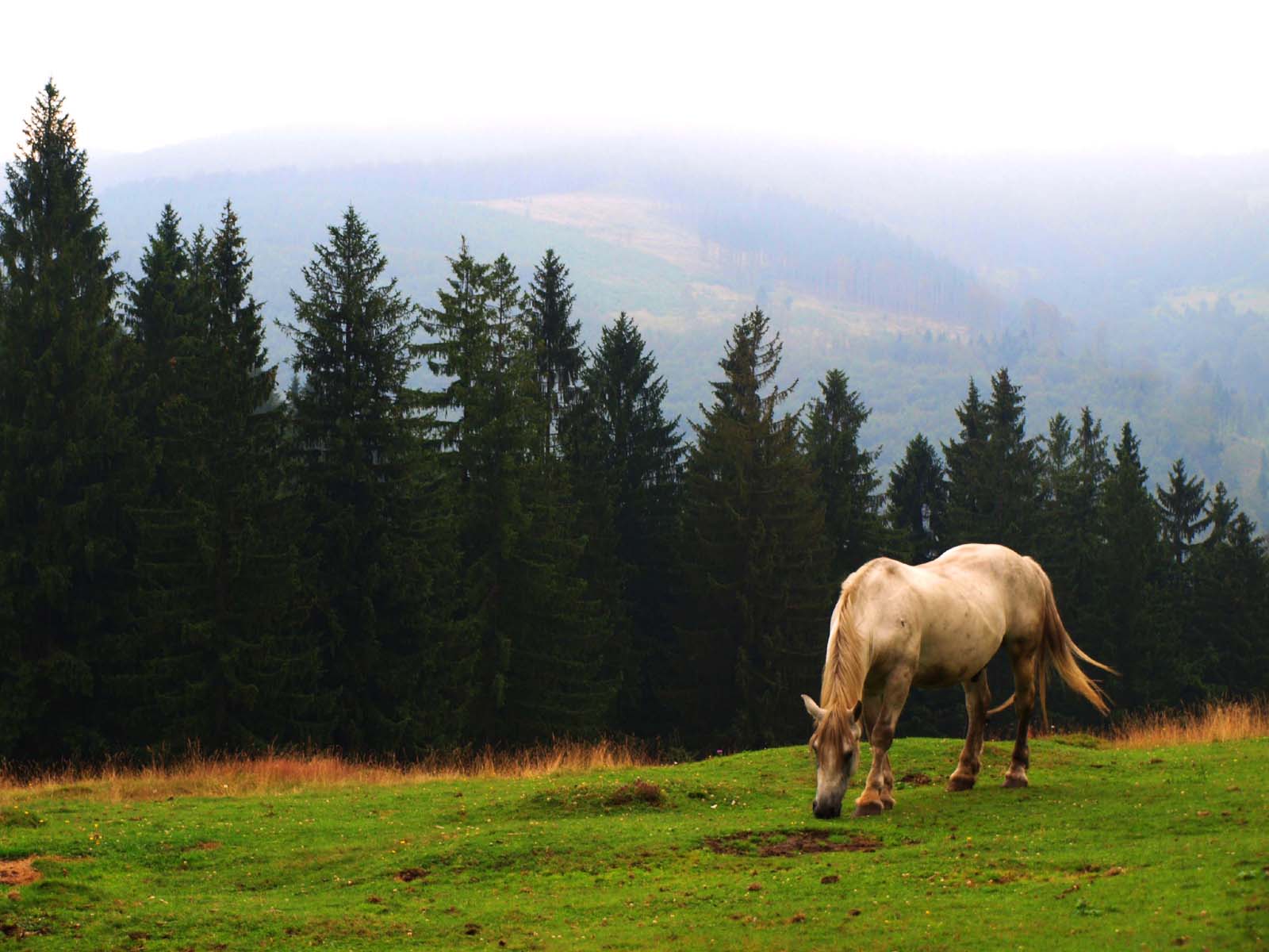 Kůň a jeho pastvina