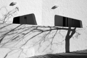 Odhalené půvaby rostlin - In shadow