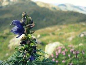 Odhalené půvaby rostlin - Detail z Alp