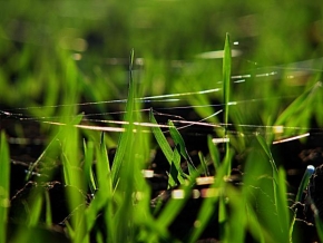 Odhalené půvaby rostlin - Tajemství v trávě