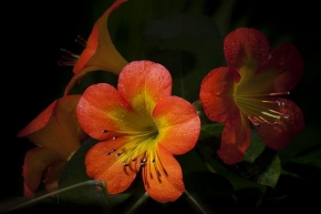 Odhalené půvaby rostlin - Květina III