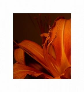 Odhalené půvaby rostlin - Orange nálada