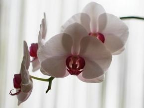 Odhalené půvaby rostlin - Bílá orchidej
