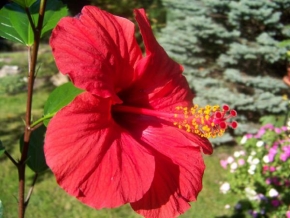 Odhalené půvaby rostlin - Rudý květ