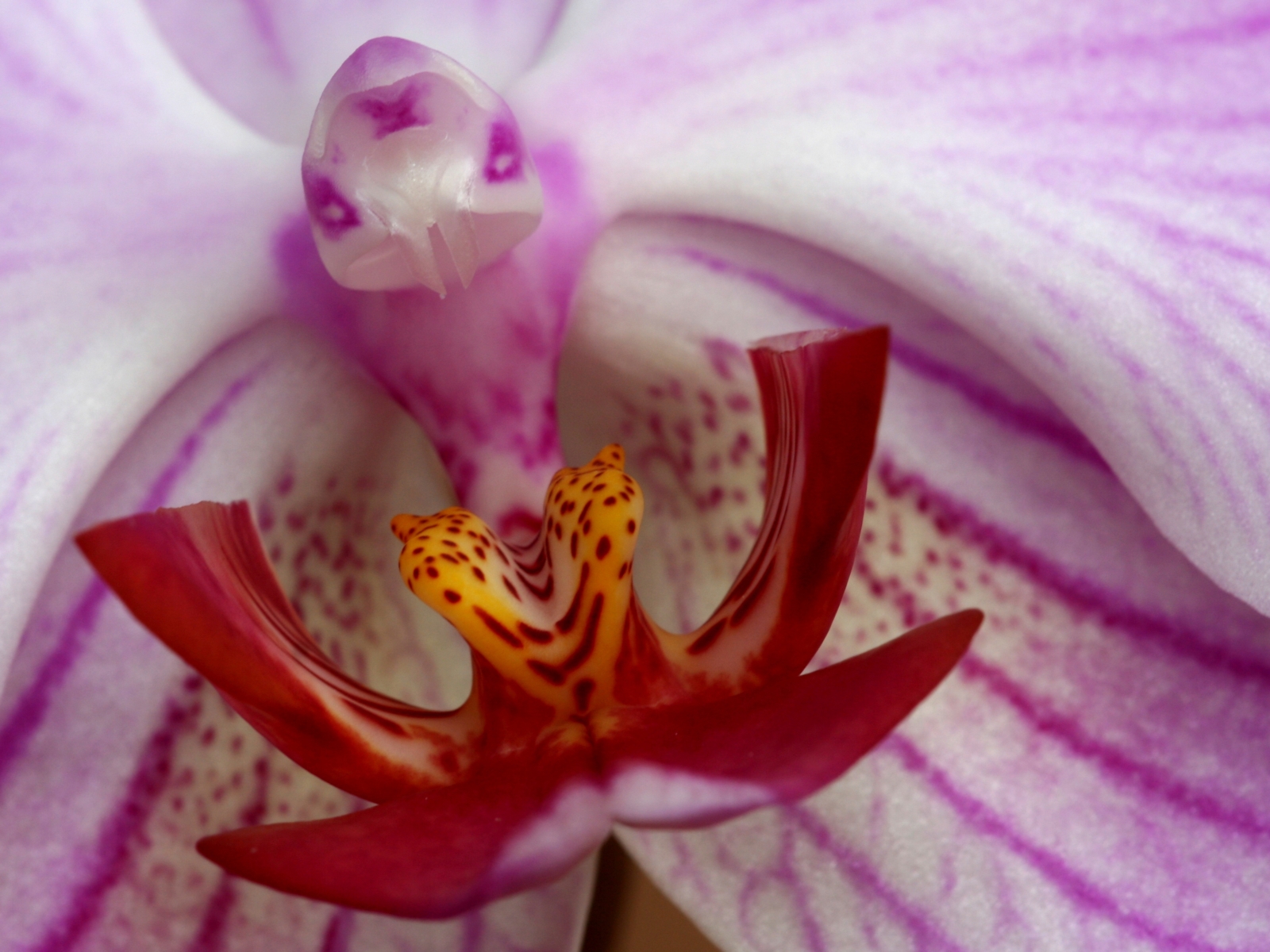 Bájný Fénix povstal z orchideje
