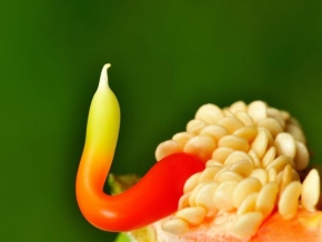 Odhalené půvaby rostlin - Paprika roční - Capsicum annuum