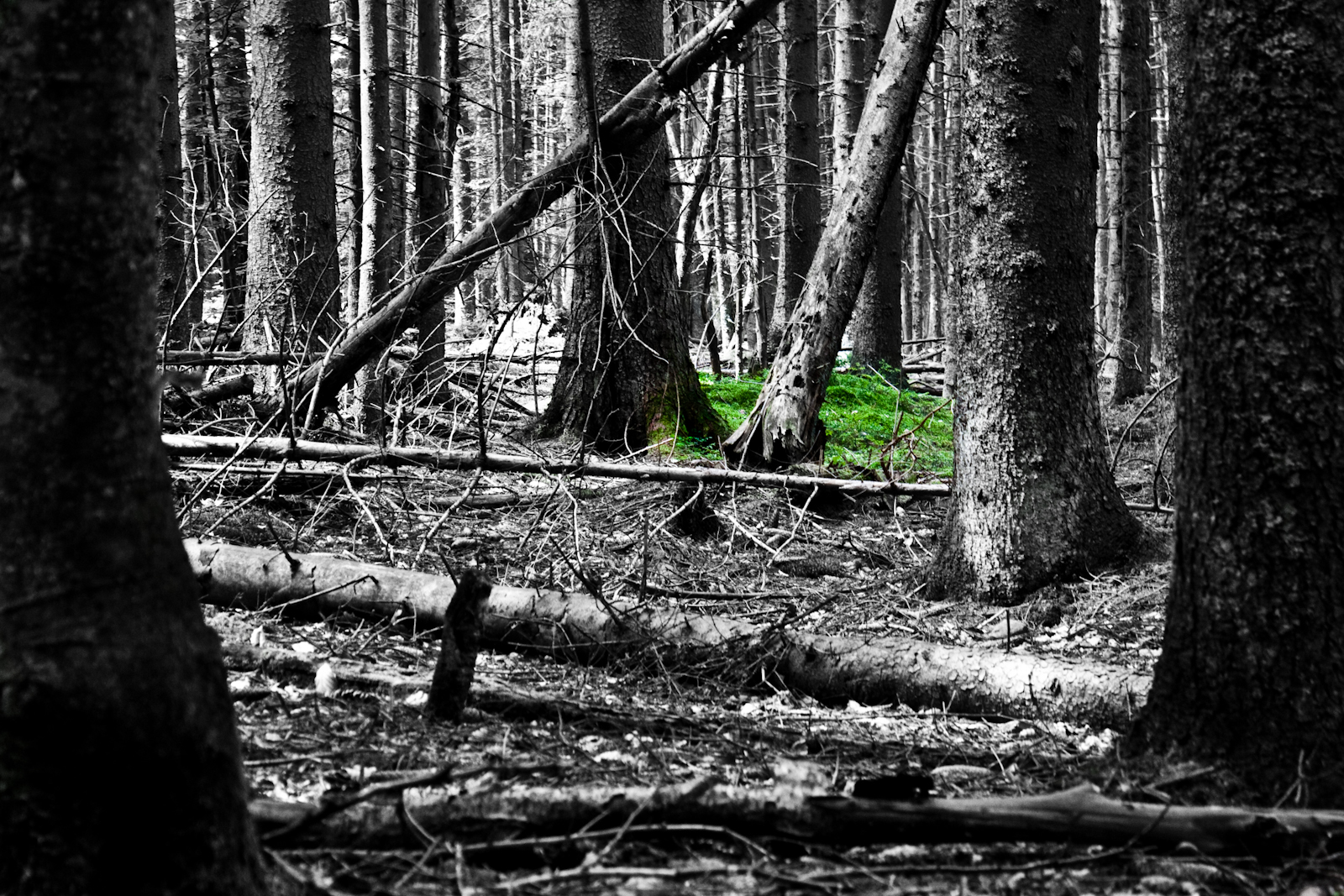 šumavský prales