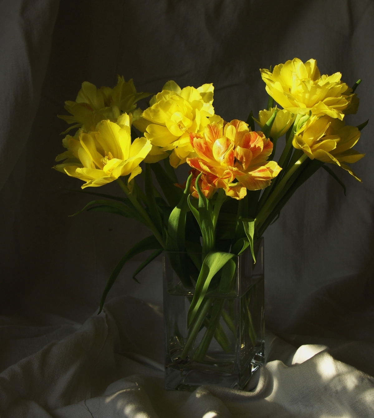 Zátiší se žlutými tulipány