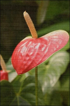 Yana Yushkevich - Erotic flower