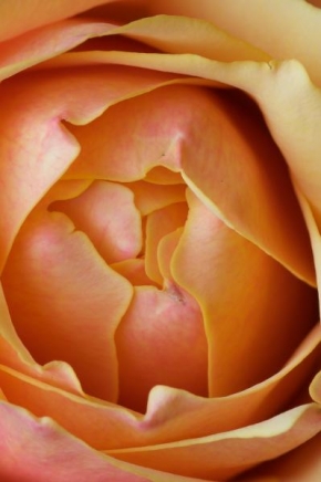Odhalené půvaby rostlin - Růže
