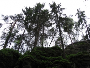 Stromy v krajině - Zapomenutý