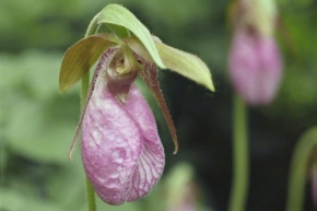 Odhalené půvaby rostlin - Orchidej