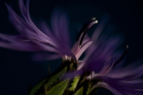 Odhalené půvaby rostlin - Fotograf roku - Kreativita - Chvilky ze zahrádky-chrpa