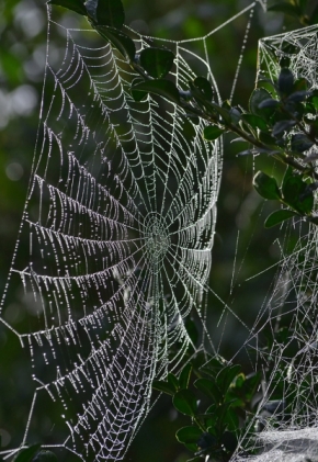 Fotograf roku v přírodě 2011 - pavučina