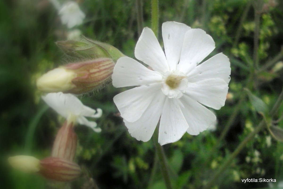 Bílá květinka