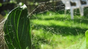 Fotograf roku v přírodě 2011 - Zázrak pavučiny