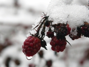 Fotograf roku v přírodě 2011 - Ostružiny v zimě