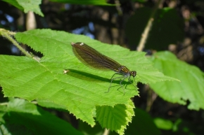Fotograf roku v přírodě 2011 - Motýlice