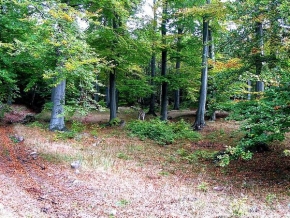 Fr-kera Erlebach - Podzim v lese