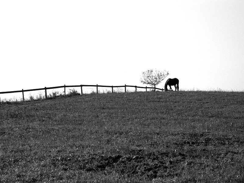 Krajina stromu a koně