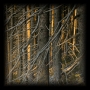 Libor Dušek -V lese