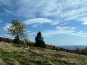 Stromy v krajině - Ve větru