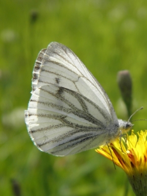 Makro v přírodě - Motýl