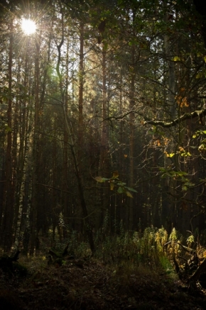 Zora Puškáčová - Začarovaný les