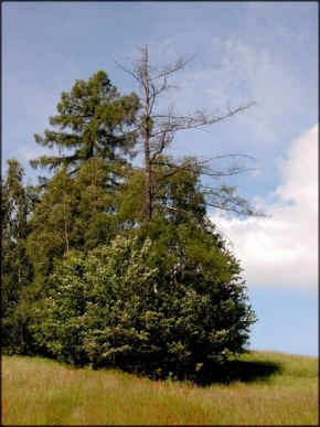Stromy v krajině - Souška