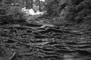 Černobílá fotografie - není kořen jako kořen