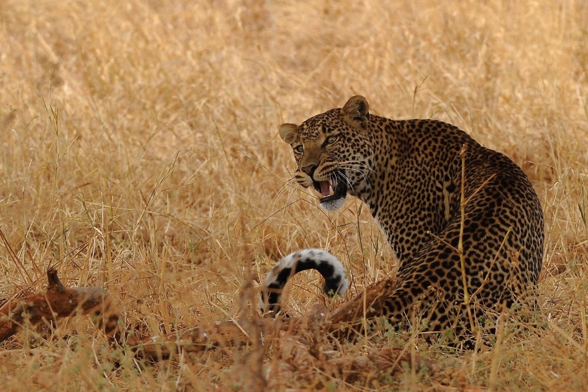 leopardí varování