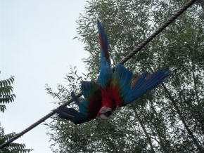 Divoká příroda - Papoušek :)