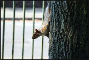 Divoká příroda - Little squirrel