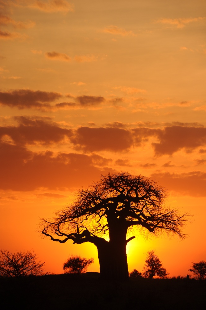 západ v krajině baobabů