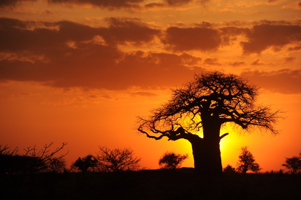 krajina baobabů