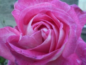 Makro v přírodě - ve víru růže