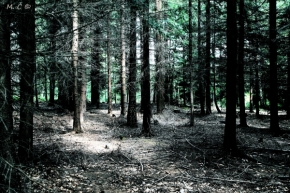 Moje Krajina - Dark side of the wood