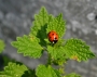 Tereza Orgoňová -ladybird