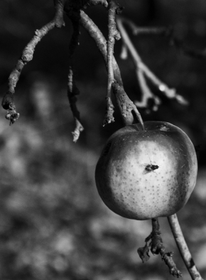 Černobílá fotografie - moucha