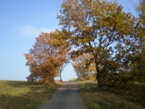 Michaela Karásková - opdzimně zbarvené stromy u cesty