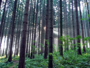 Stromy v krajině - Ráno v lese
