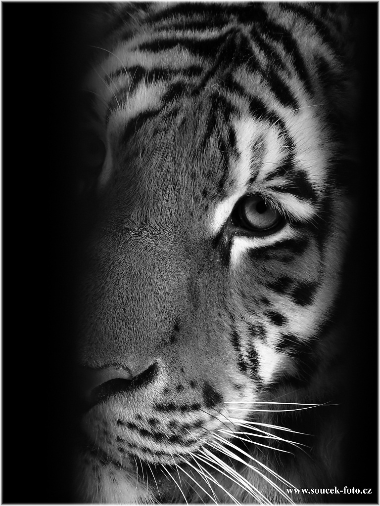 Tygr zvědavec