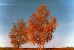 Moje Krajina - Podzimní břízy